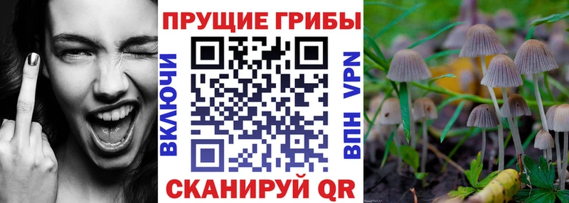 Псилоцибиновые грибы мухоморы Барнаул